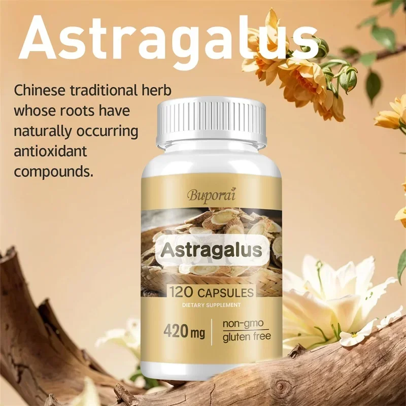 Astragalus - Supports Cardiovascular Health, Boosts Immunity and Cleanses The Intestines