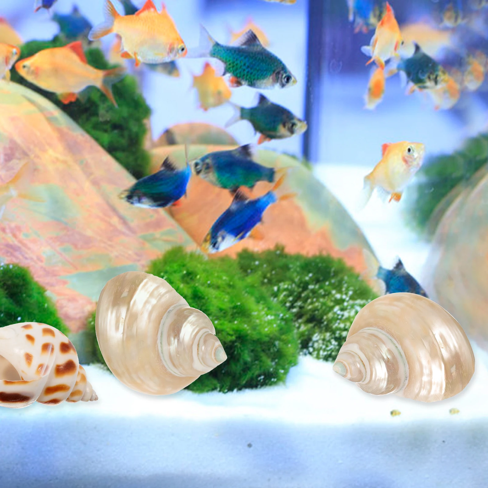 

8Pcs Conch Shell Decorations Comfortable Touch Sea Shells for Decorating Beach Weddings Hawaiian Parties Sea Shells