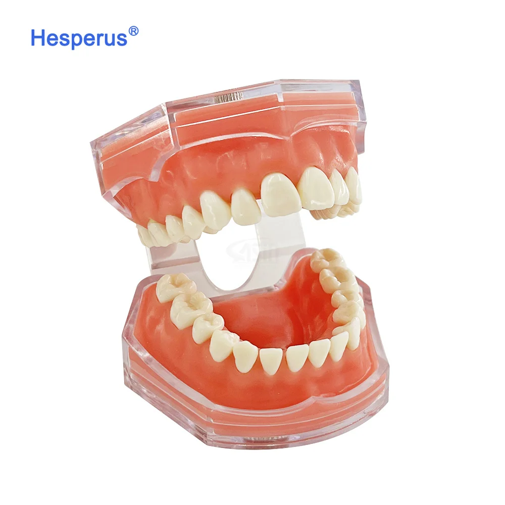 Factory Hot Sale den tal Model den tal Standard 28 Removable Teeth Soft Gum ADULT TYPODONT Model