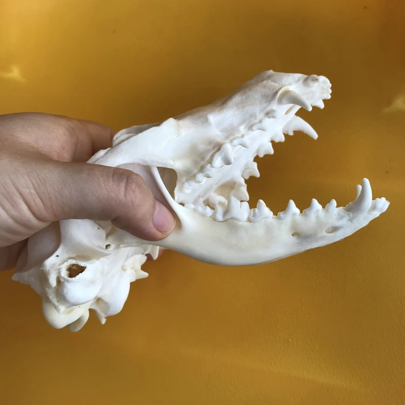 2pcs Red Fox Skull taxidermy real bone skeleton Christmas decoration gift