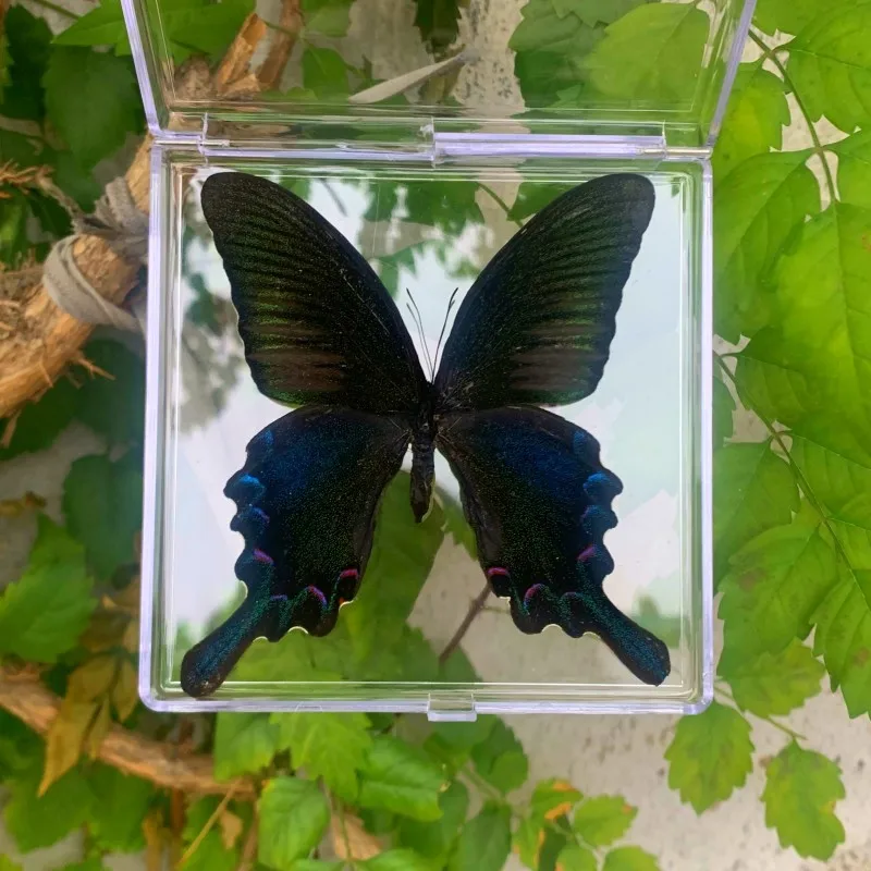 Natural Real Butterfly Specimens Rare And Exquisite Specimens For Home Decoration Display Collection In Teaching Special Gifts image 3