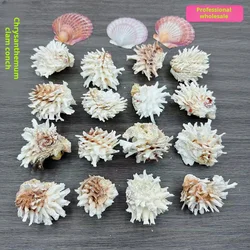 spondylus, Natural Conch and Shell Specimens, Screw Collection Ornaments, Sea chrysanthemum, White Snail,5-7cm