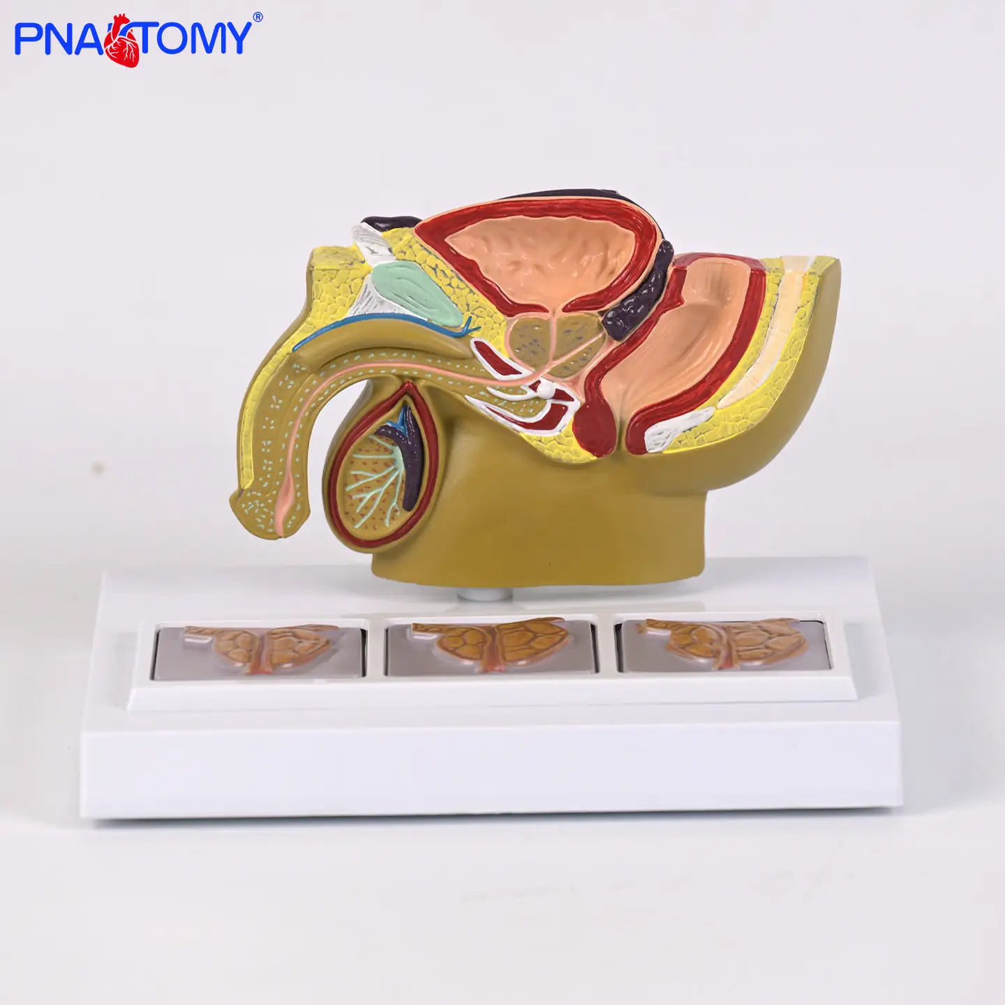 Teaching Simulation Male Pelvic Model Male Urinary Reproductive System Prostate Educational Model Human Anatomy