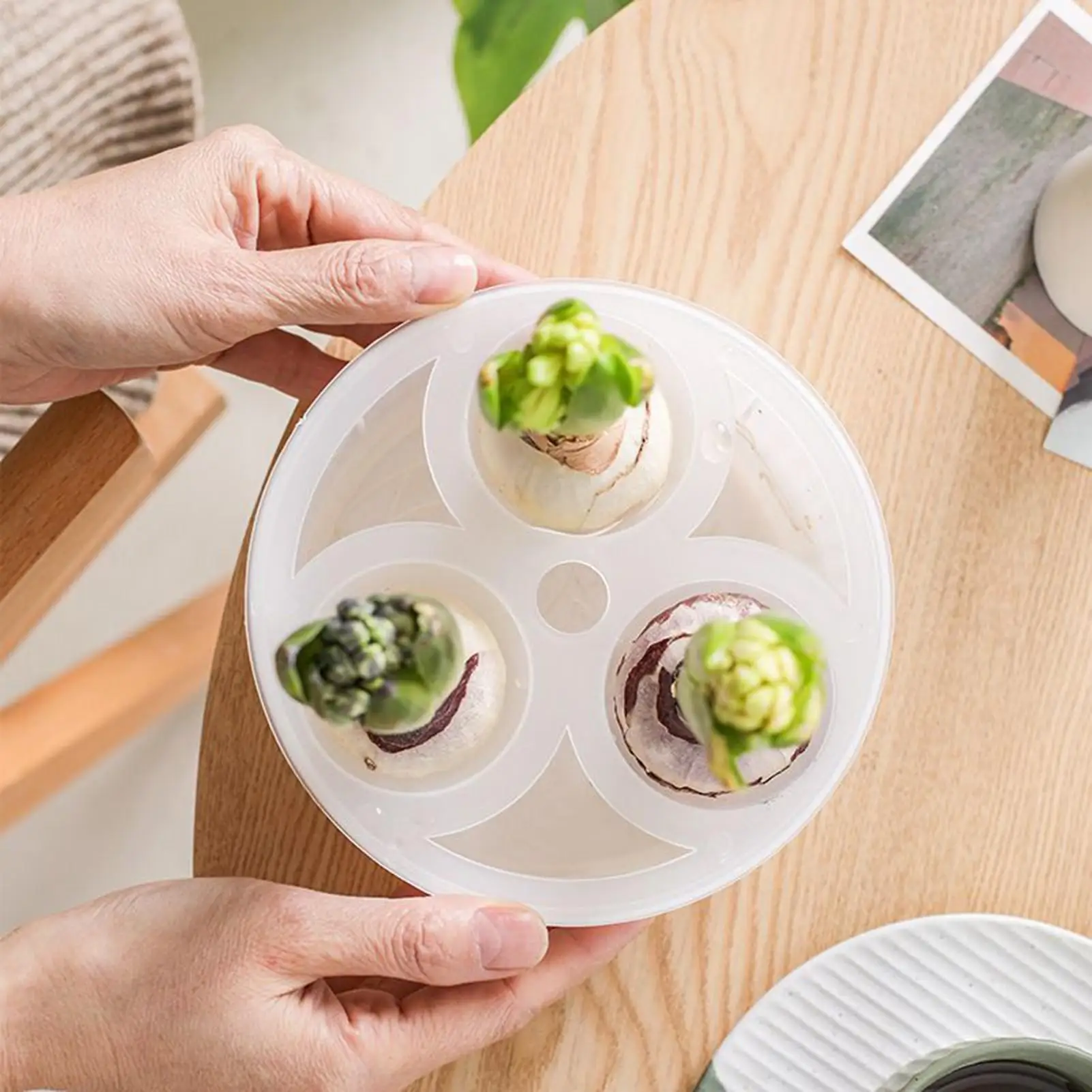 Hydroponic Planter Indoor 3-hole Daffodil Planter Daffodil Planting Pot For Gardeners Apartment Office Teachers Seniors