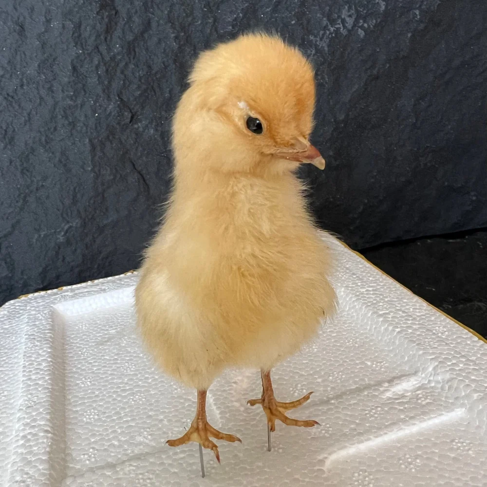 1-10 pcs Taxidermy stuffed Eurasian chick specimen teaching/decoration/Handmade