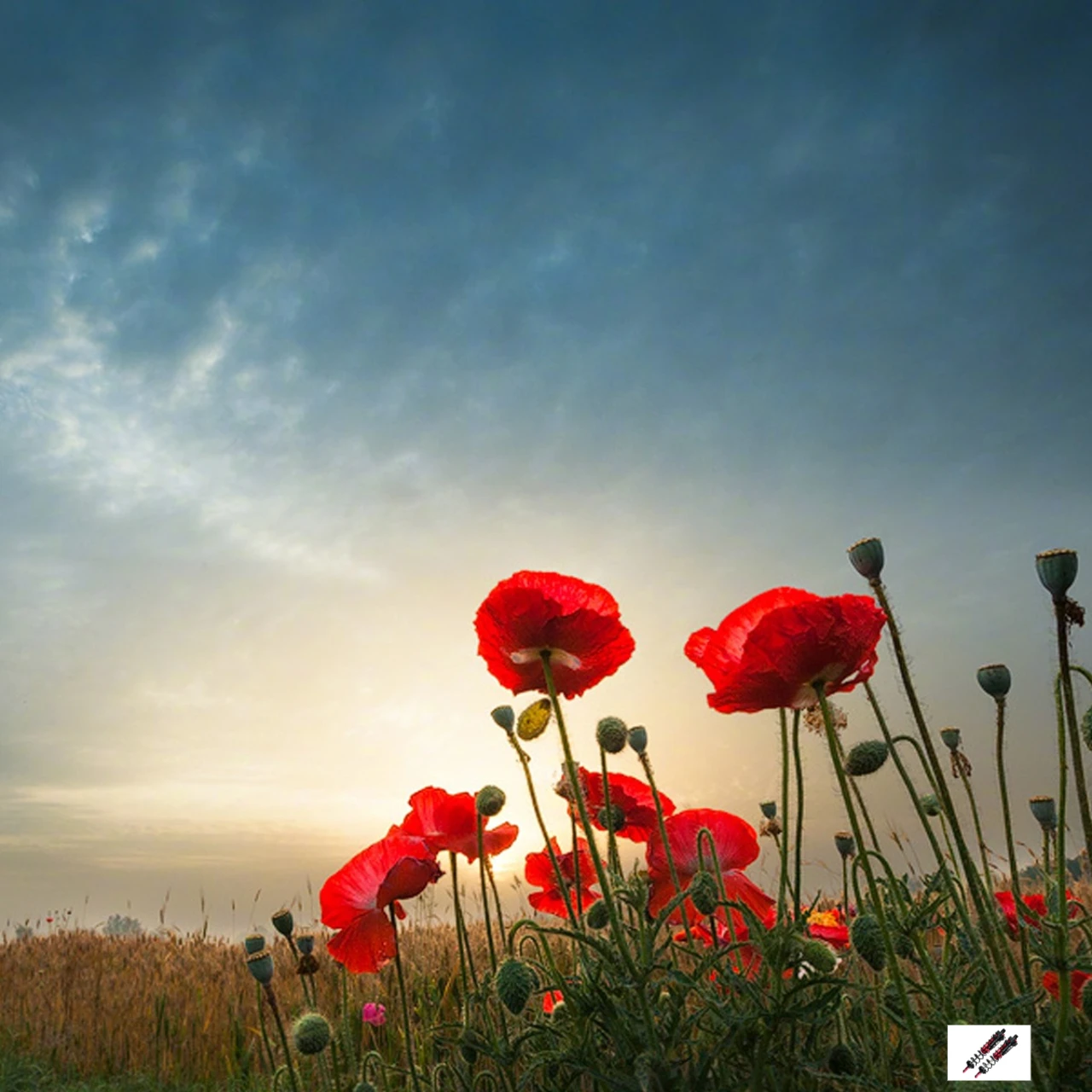 

Задние (встроенная поршневая пружина из сплава GPM) Регулируемые пружинные демпферы для саней 1/8