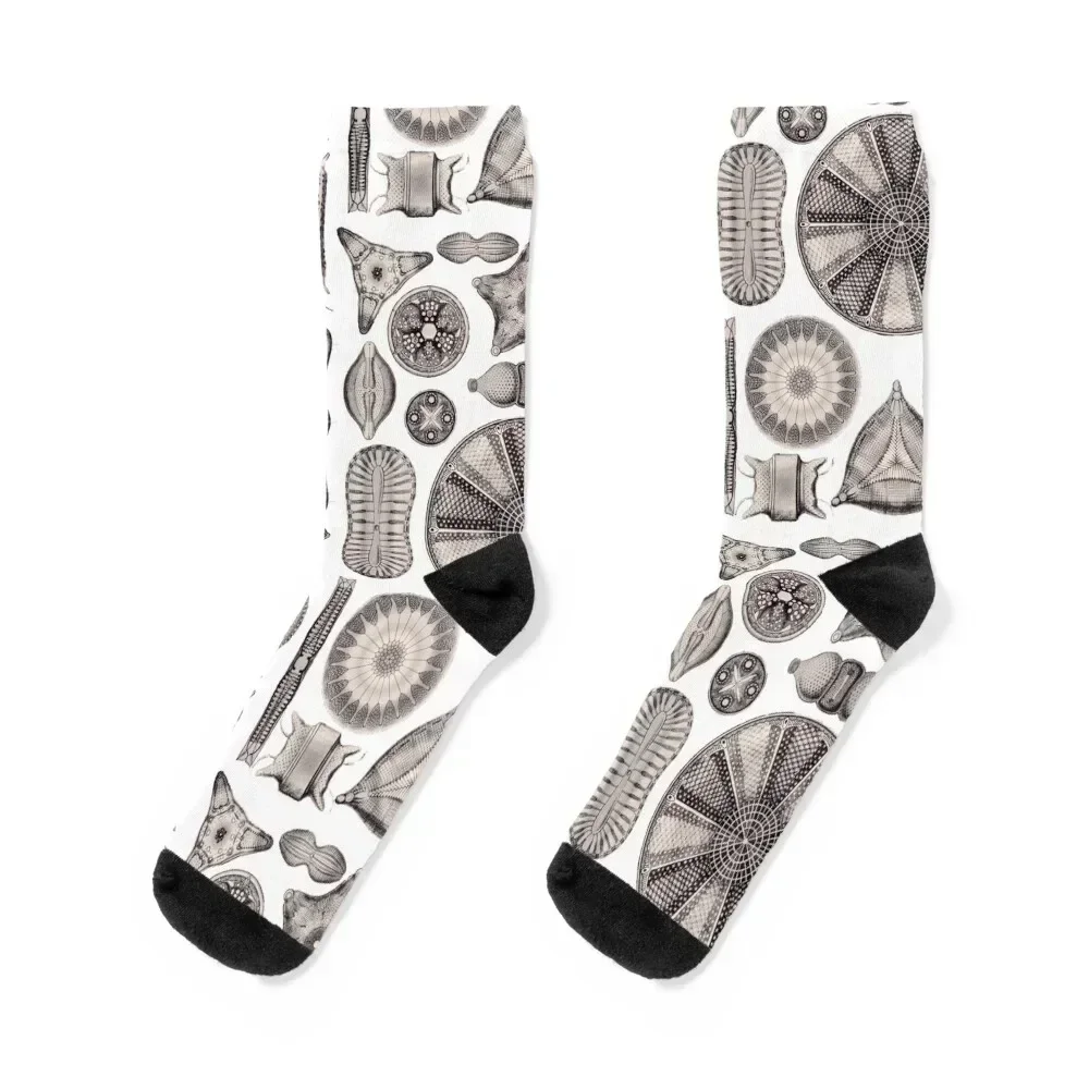 

Ernst Haeckel Diatoms Lavender Grey Socks loose warm winter cute Socks Girl Men's