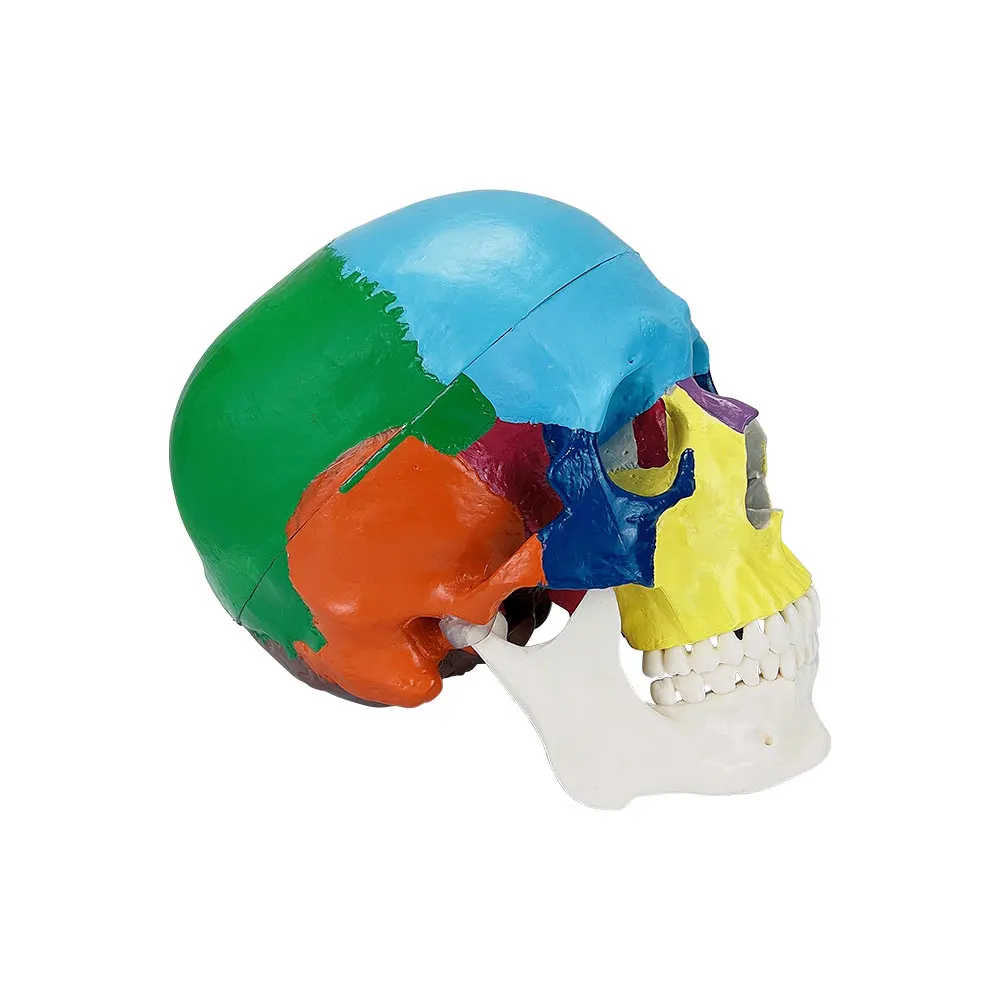 Dental Adults Skull Model Anatomy Real Size Detachable 3D Human Anatomical Anatomy Head Models    Skeleton Skull Musculare Model