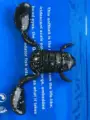 12.5g 4.5cm 5pcs