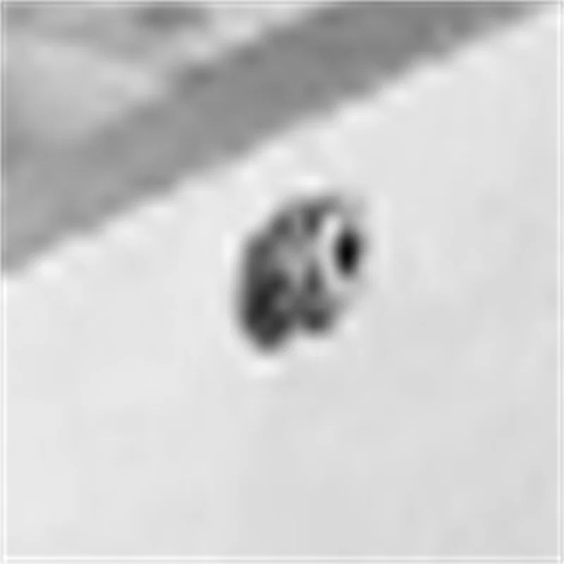 آلة تجارية أضلاع أقدام الخنازير قطع الضأن آلة نشر العظام من الفولاذ المقاوم للصدأ