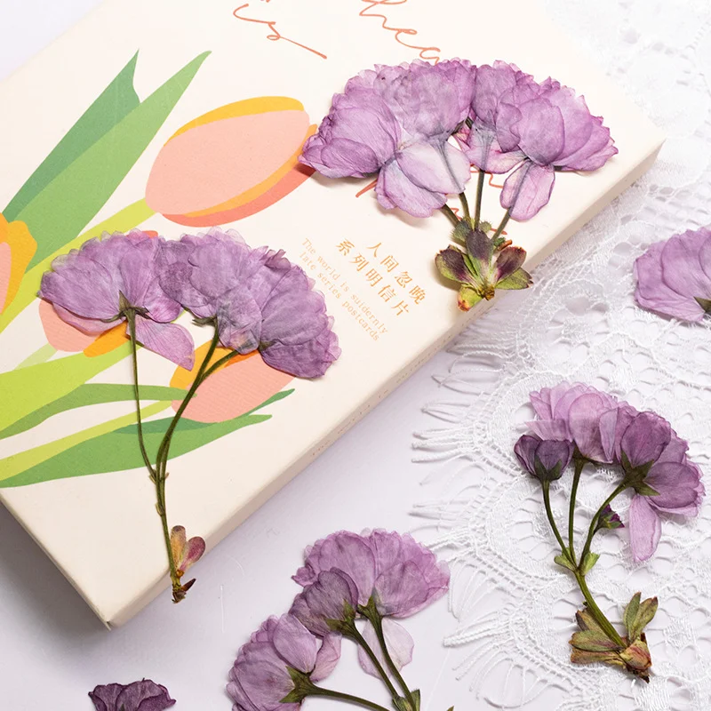 48Pcs New Product Guanshan Cherry Blossom Side-Pressed Multi-Head Dried Flowers DIY Real Leaf Plant Specimen Bookmark Pressed Flower Table Lamp Decoration Painting Material Kit Craft Decoration - view 2