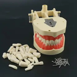 Frasaco ANA-4 Dental Restorative Typodont Model M8013 Removable Screw-in Teeth 28Pcs M8022