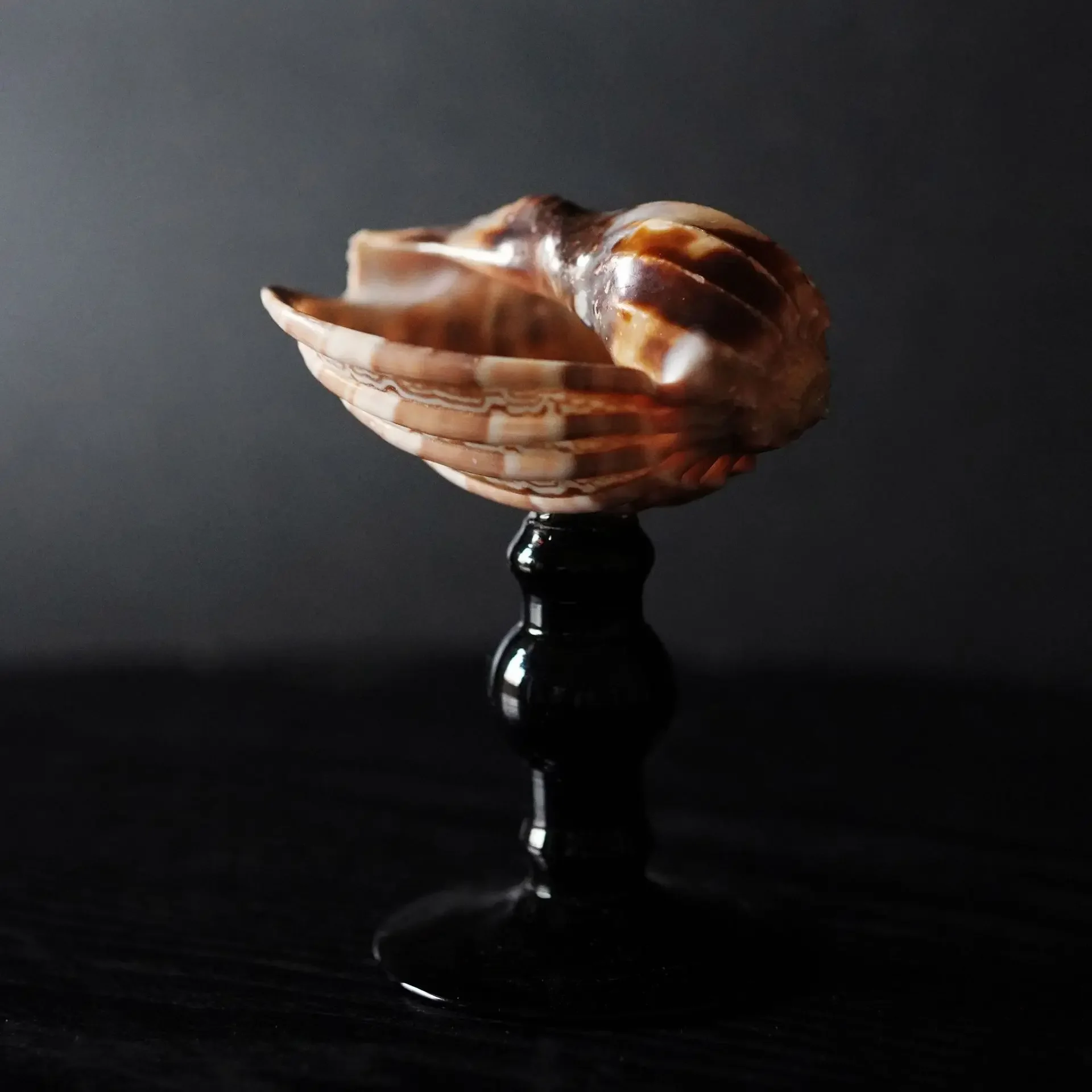 Natural conch shell goblet retro champagne glass gift decoration ornament