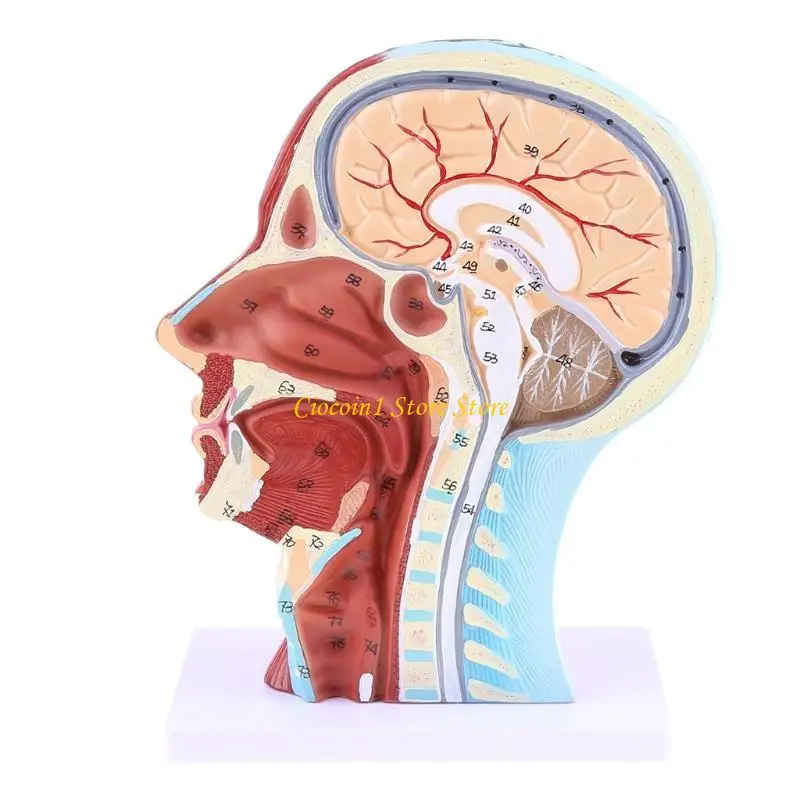 A3PC Human Anatomical Half for Head Face Anatomy Medical Neck Section St