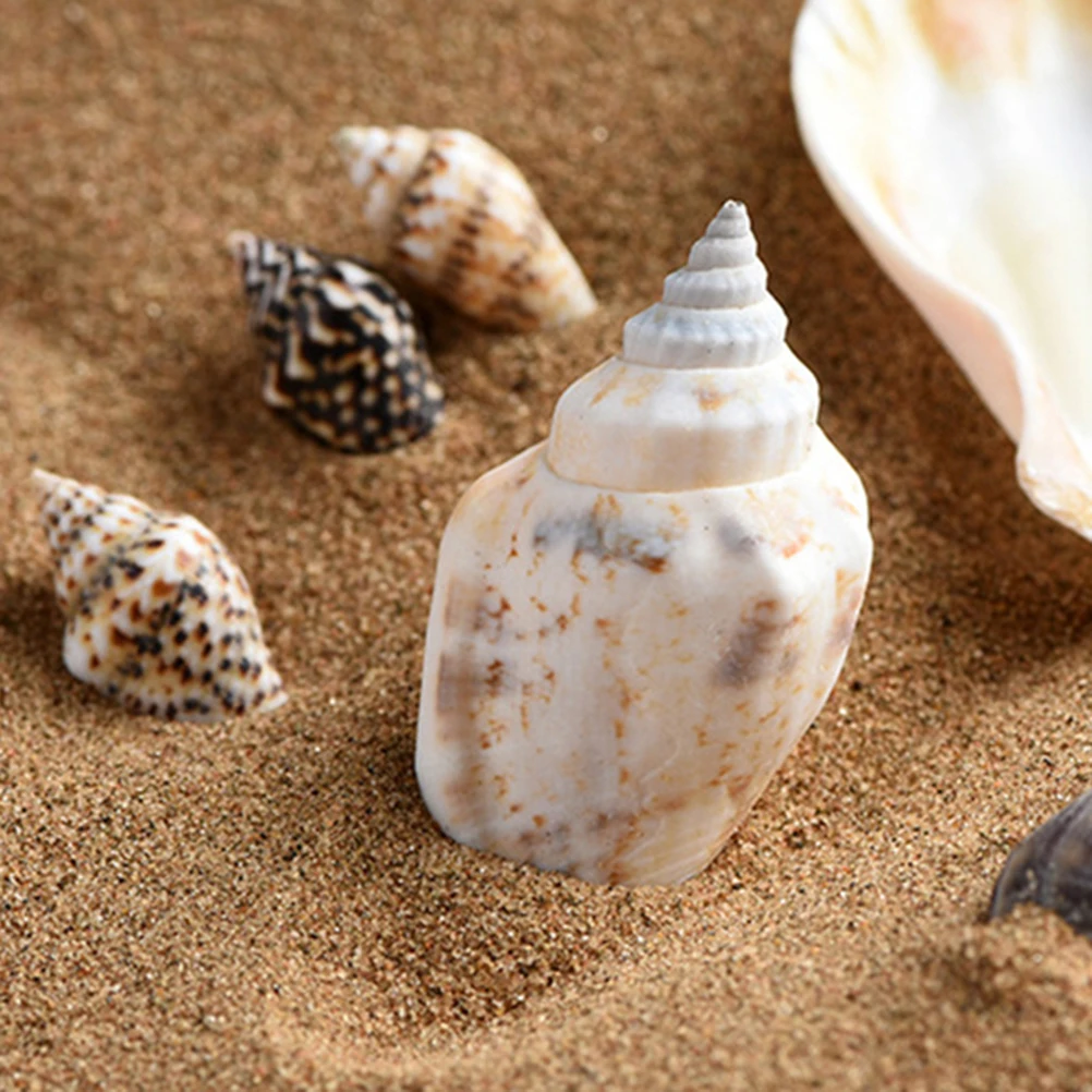 1 caja de espécimen de concha, adornos artesanales de concha grande Natural para decoración del hogar Diy, accesorios para pecera de conchas marinas de playa