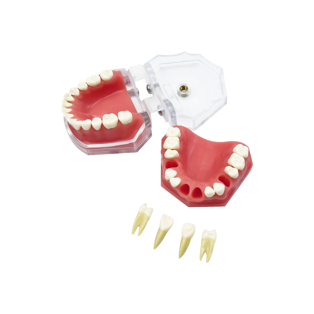 Dental Typodont Study Teaching Model Soft Gum with Removable Teeth M7008 For Patient Education Demo Extraction Pratice Product