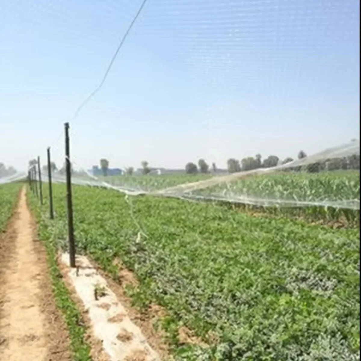 Thickness 0.25mm Line 30mm Mesh Nylon Net Prevent Birds Net Protection Orchard Vegetable Pastoral Fish Pond Balcony Width 7m-10m