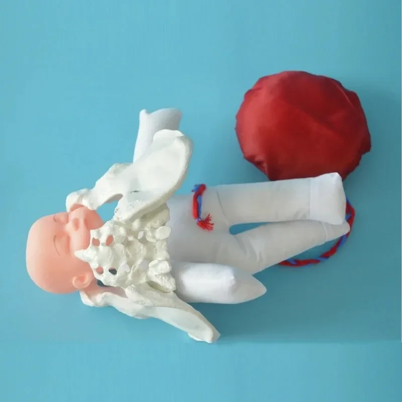 1:1 Life Size Human Female Childbirth Pelvis Demonstration Fetus Umbilical Cord Placenta Model Teaching Anatomy Model