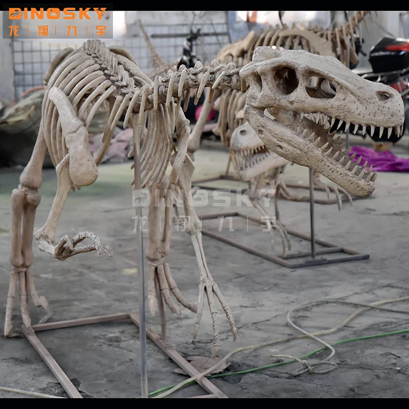 ATV&UTVResin Raptor Skeleton Fossils Dinosaur Model for Display Science Exhibition