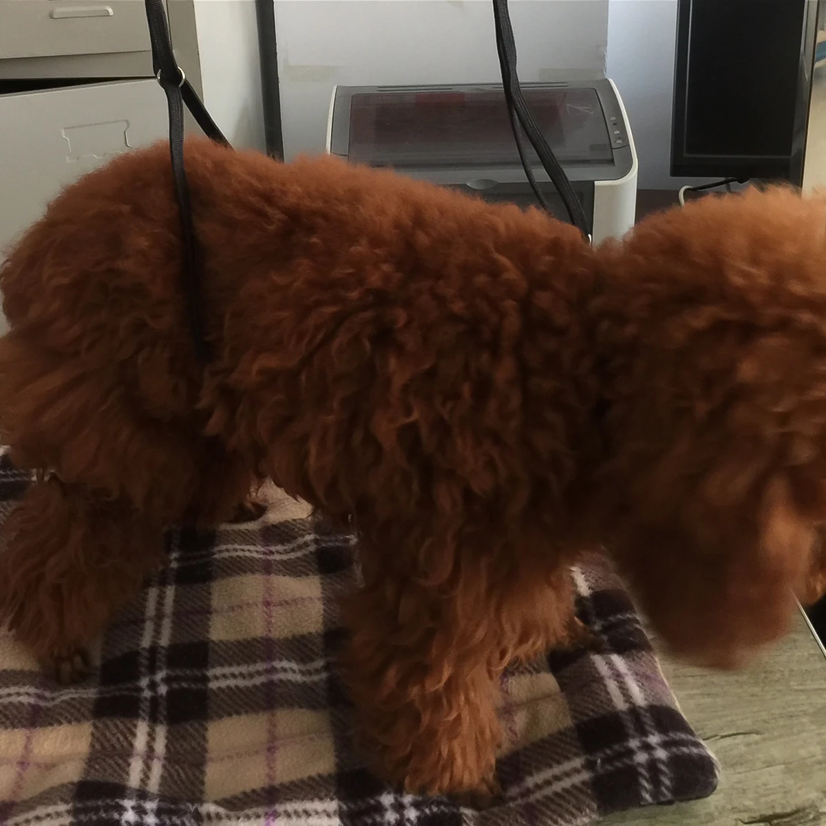 

Dog Black Adjustable Non-Slip Tether For Grooming Table Bath Tub Pet Grooming Table Rope Pet Bath Rope