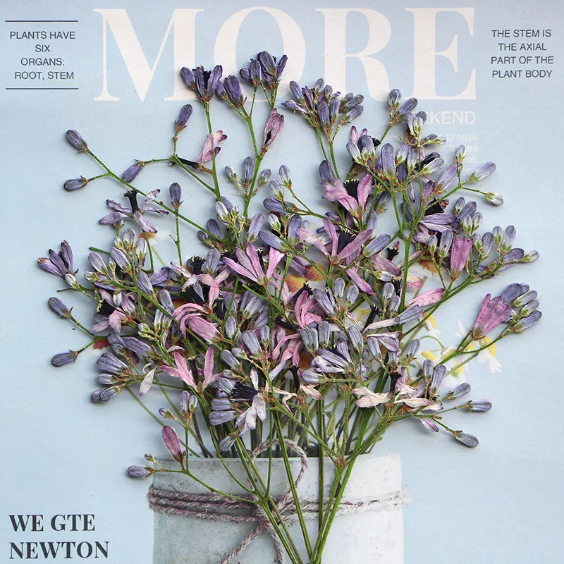120ชิ้นทับแห้ง Melia azedarach L Flower herbarium สำหรับเรซิ่นอีพ็อกซี่เครื่องประดับการ์ดบุ๊คกรอบโทรศัพท์โคมไฟแต่งหน้า