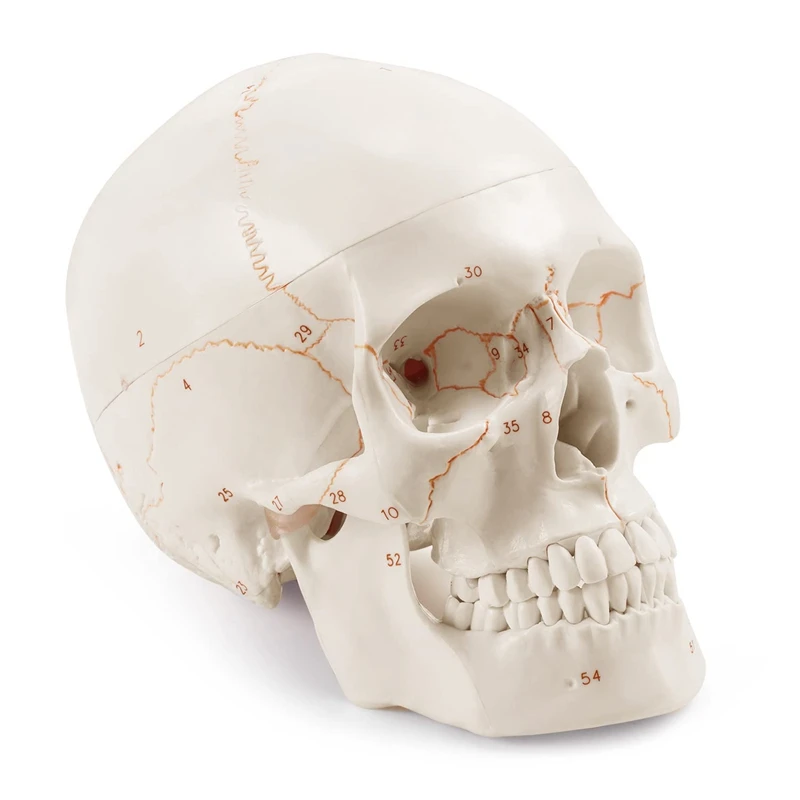 

Anatomical Human Skull Model, 3-Part, Numbered, Life Size