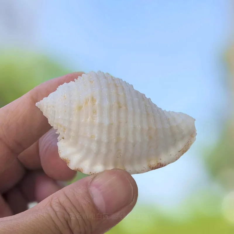 Natural Shell Conch Square-Patterned Wrinkled Snail Aquarium Landscaping Decoration Ornament Home Prop Specimen Snail