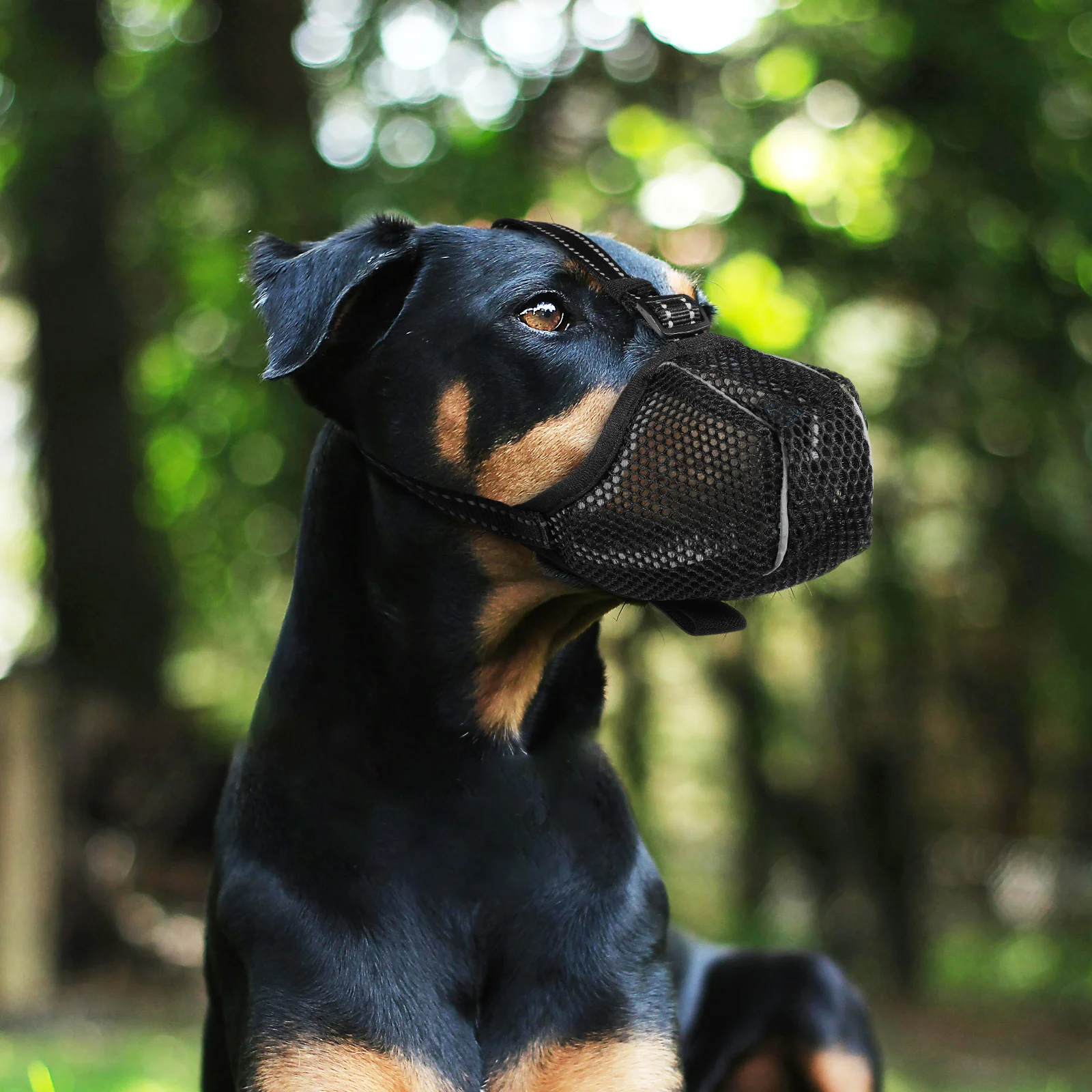 Thumbnail 2 - #5 Trending Puppy Muzzles Right Now