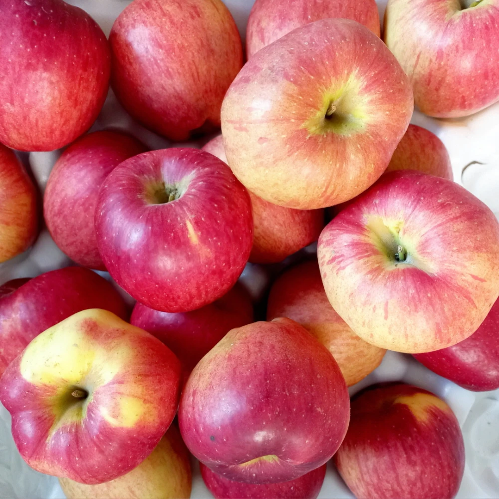 تفاح فوجي حلو وحامض كوري 1.5 كجم صغير إلى متوسط الحجم (7-9 تفاح)