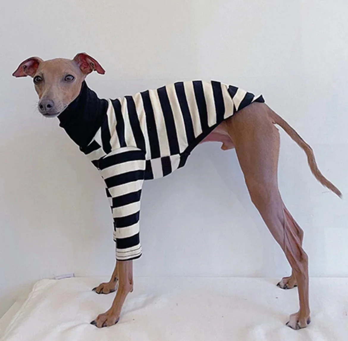 Italian Greyhound Clothes High Neck Striped Cotton Stretch Puppy Whippet Clothes Lingtons Medium Dog Autumn Pet Clothes
