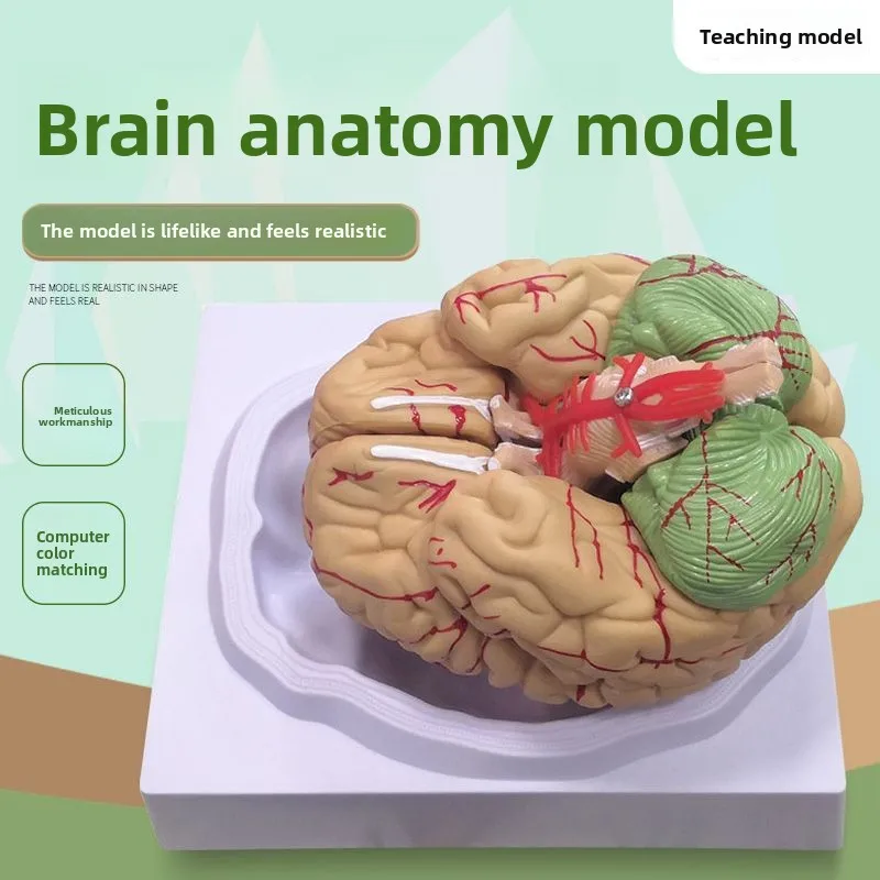 Human Brain Model Cerebrovascular  Brain Anatomy  Medical Brain Head Teaching  Can Be Split Into 8 Pieces