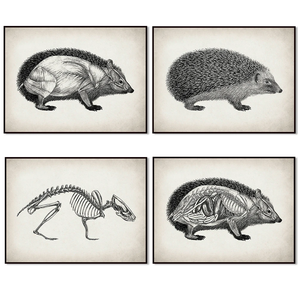（2D Canvas painting） Hedgehog anatomy poster, wildlife biology forest animal anatomy art, hedgehog print, vet office gift vet
