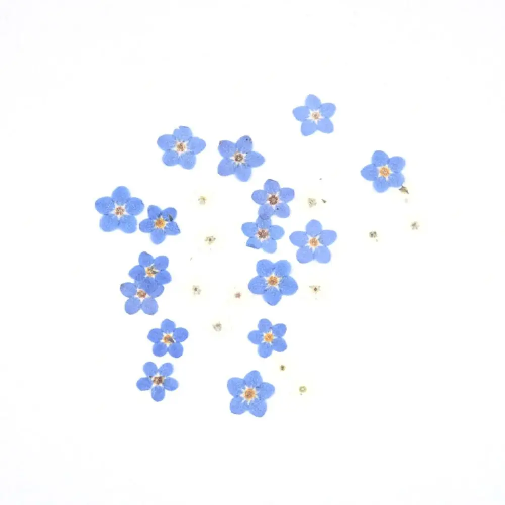 

DIY Candle Making Card Natural Dried Flowers Don't Forget Me Pressed Flower Forget-Me-Not