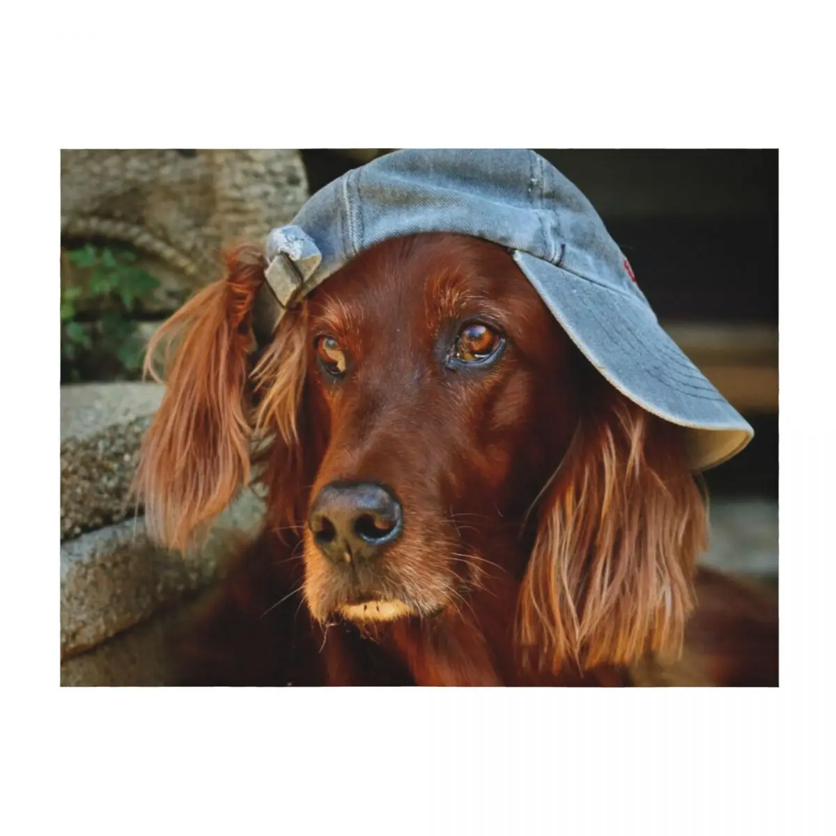 

Irish Setter ~ cheeky ~ Throw Blanket blankets and throws Stuffeds Baby Custom Blankets