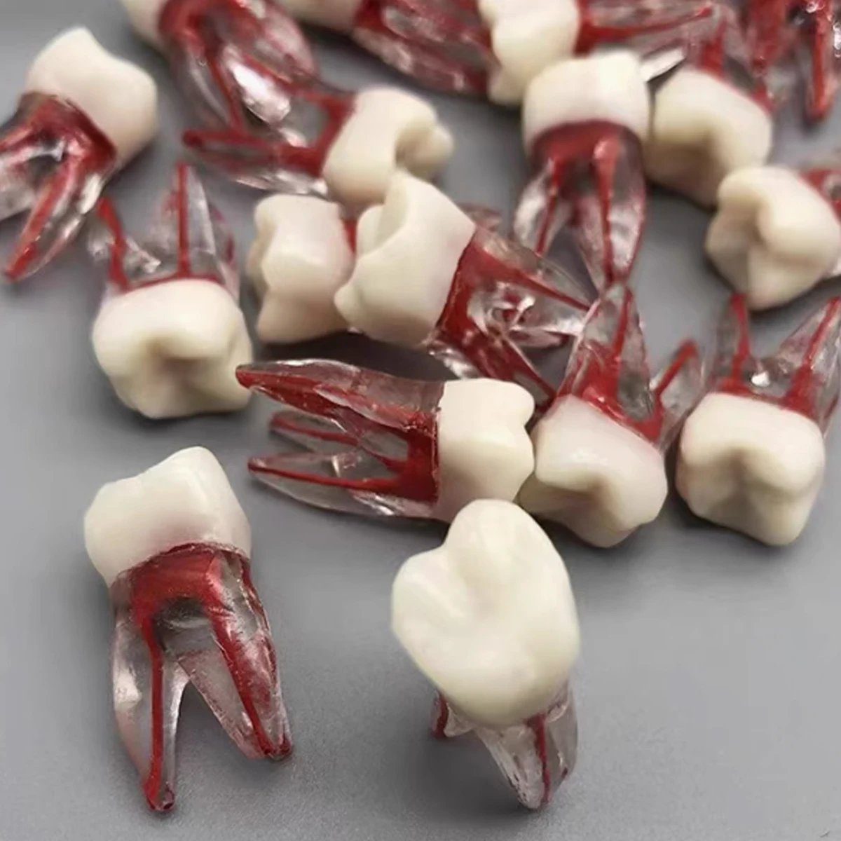 Dental Root Canal Tooth Model Resin Implant Endodontics Practice Model For Technician Training Exam Simulation Tooth Preparation