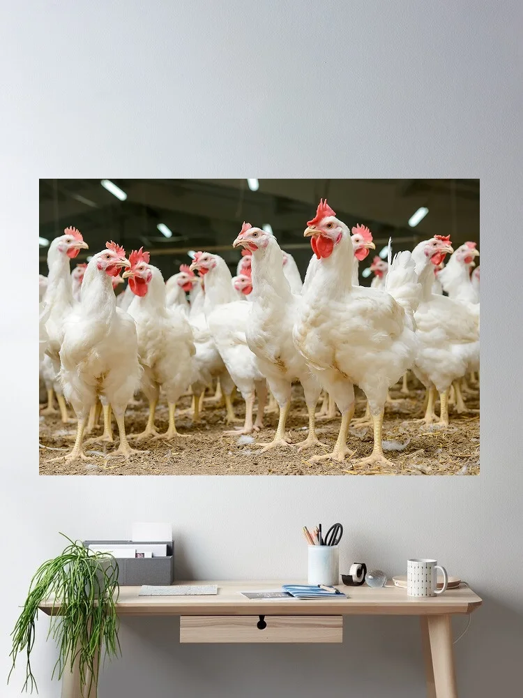 a flock of broiler chickens,Art Picture Print Silk Poster Home Wall Decor