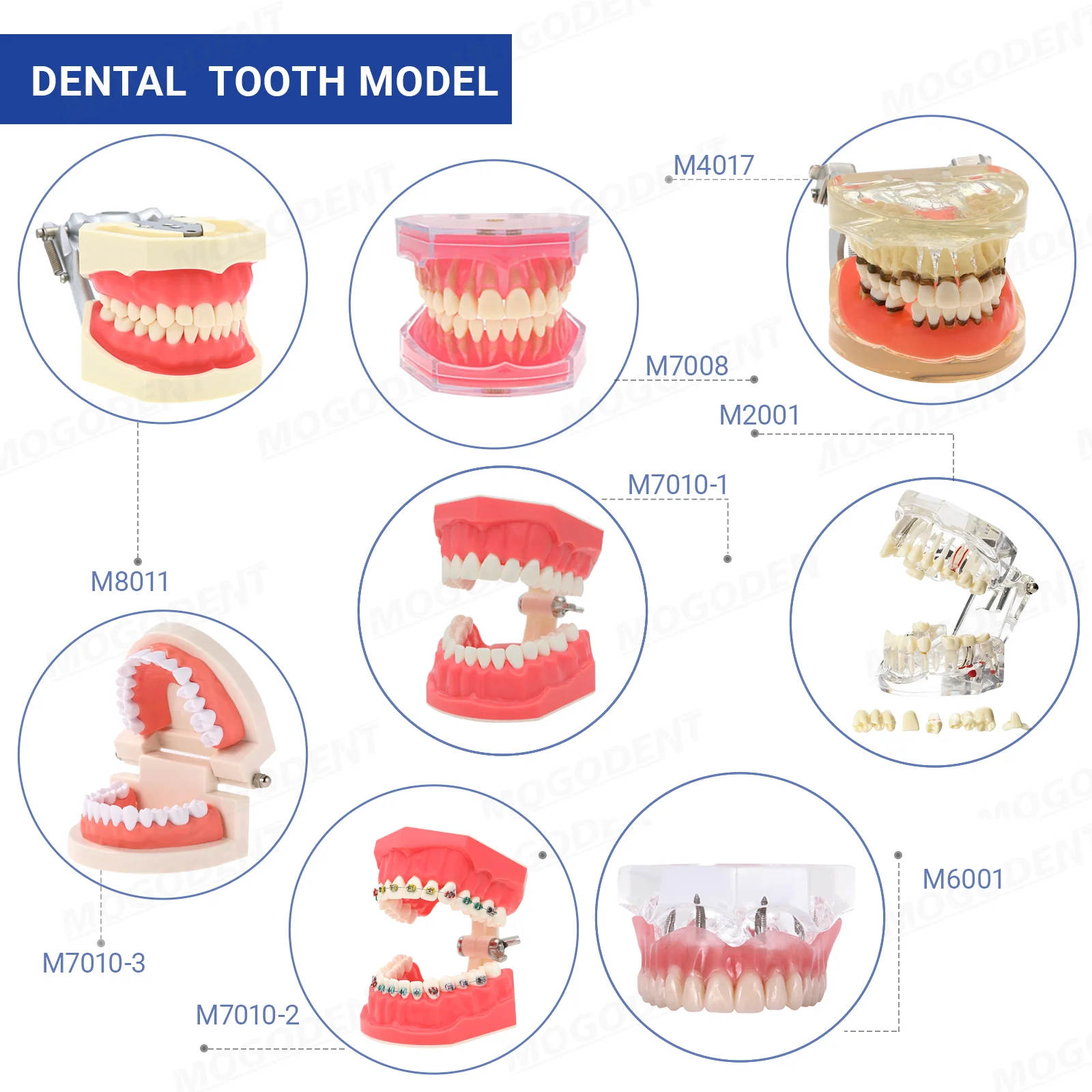 

Модель зубного имплантата и реставрации Модель обучения зубами Модели зубов Стоматологические изделия для обучения и учебы