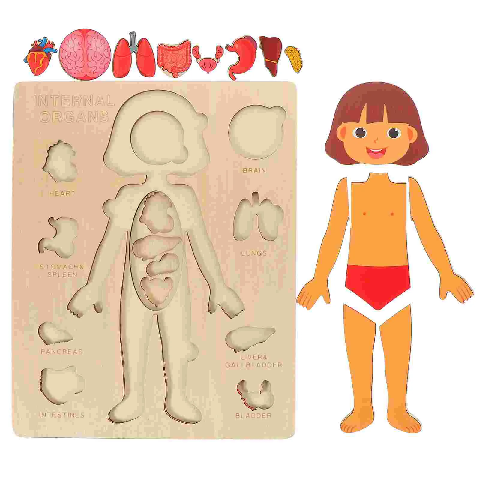 Human Body Structure Puzzle Jigsaw Wooden Three-dimensional Children Organs Learning Toy