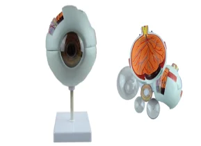 

Eyeball Magnification model with Holder Enlarge 6 times Advanced Human Anatomy Medical Training Simulator