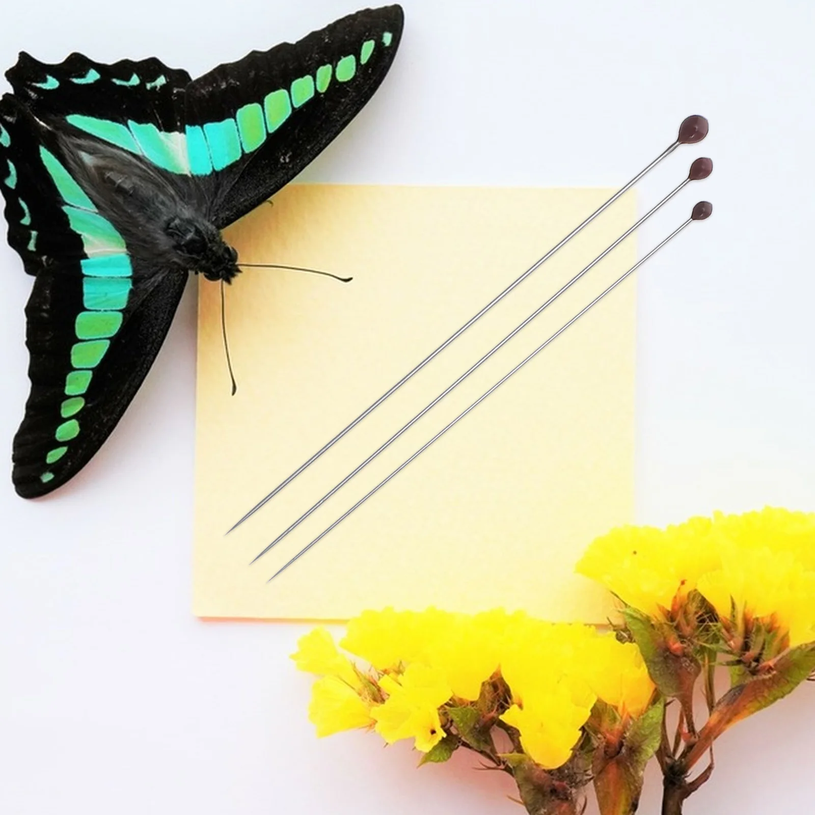 

300 Pcs Insect Specimen Needle Mounting Pin Replacement Entomology Display Stainless Steel and Butterfly Fixing Collecting