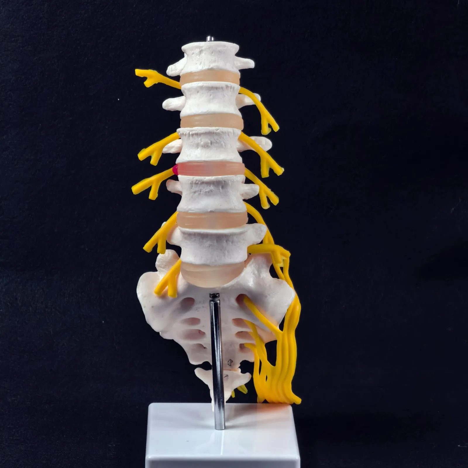 PVC Lumbar Cauda Equina Spine Sacrum Coccyx Spinal Nerve Neural Skeleton Model Teaching Training Aid Education