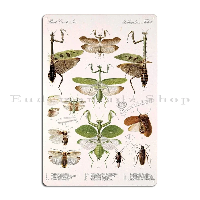 Praying Mantis Vintage Diagram Insect Bug Collector Praying Mantis Silhouettes Metal Iron Wall Cave Pub Mural Tin Sign Poster