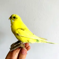 Taxidermy stuffing Eurasian yellow colour Melopsittacus undulatus / Budgerigar Budgie Parrot specimen Teaching / Decoration &