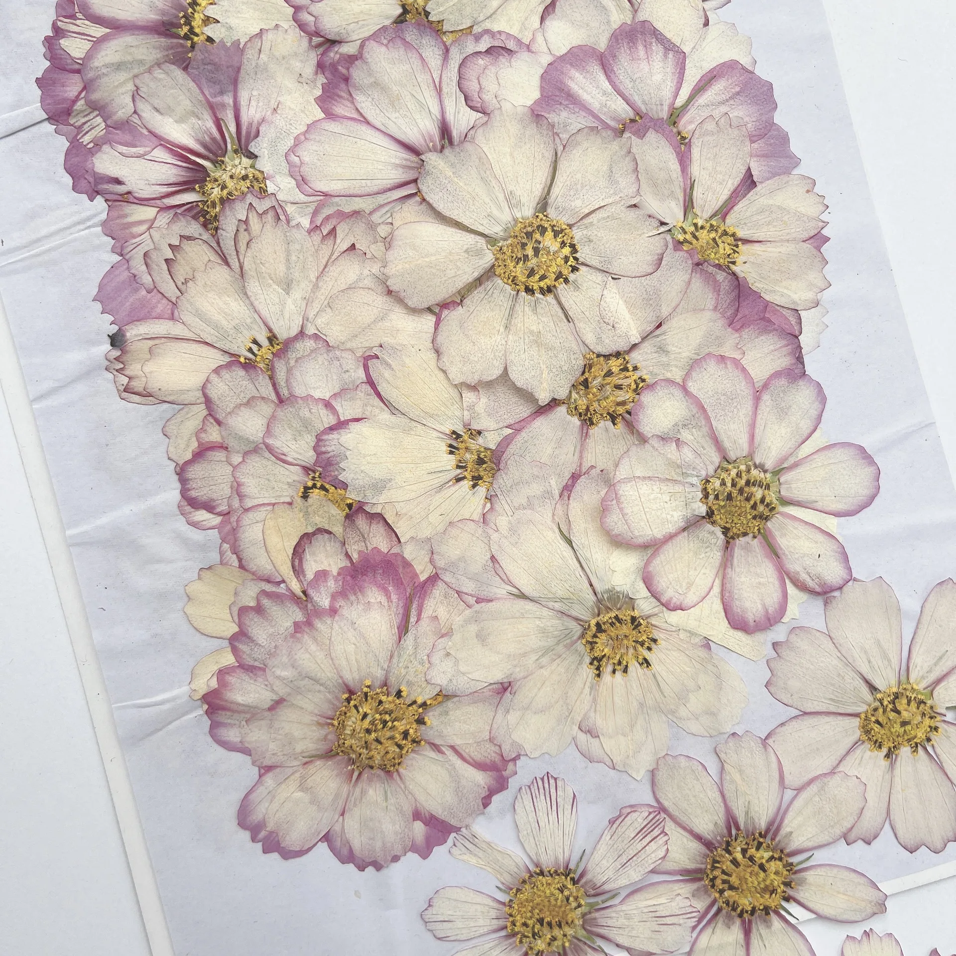 100Pcs Cosmos Dried Flower Pressed Plant Specimens Kidsren's Handmade Postcards Greeting Cards Bookmarks - view 6