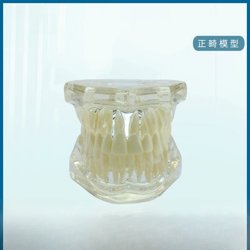 Repair Model Stomatological Pathology, Doctor-Patient Communication Pathology Repair Synthesis, Removable