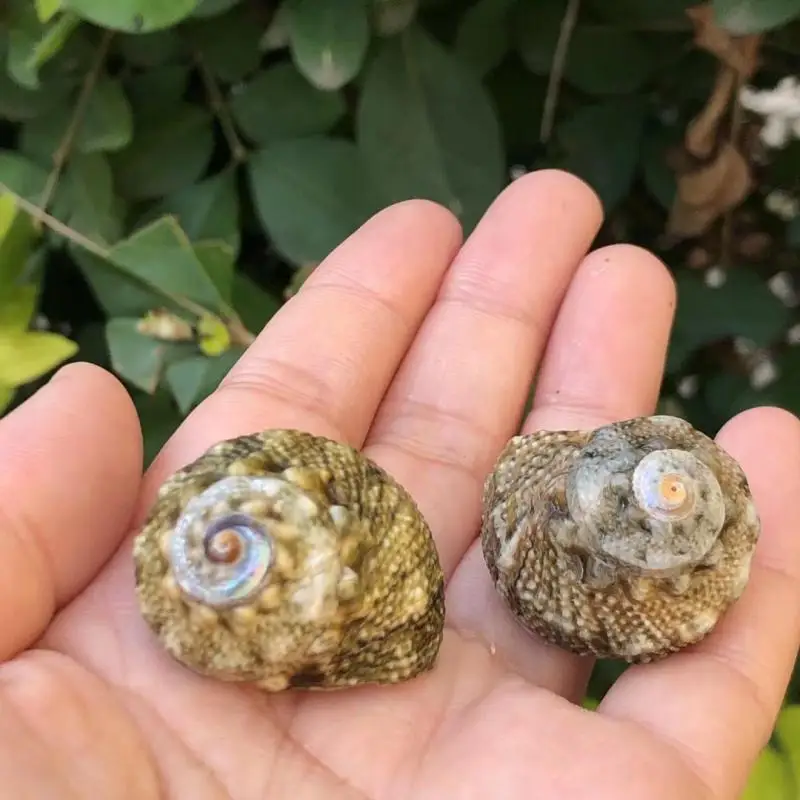 LEN الحلزون ell سبعة نجوم الحلزون حوض السمك الديكور كراب الموئل قطع غيار ell استبدال ell لخزان Fi #2