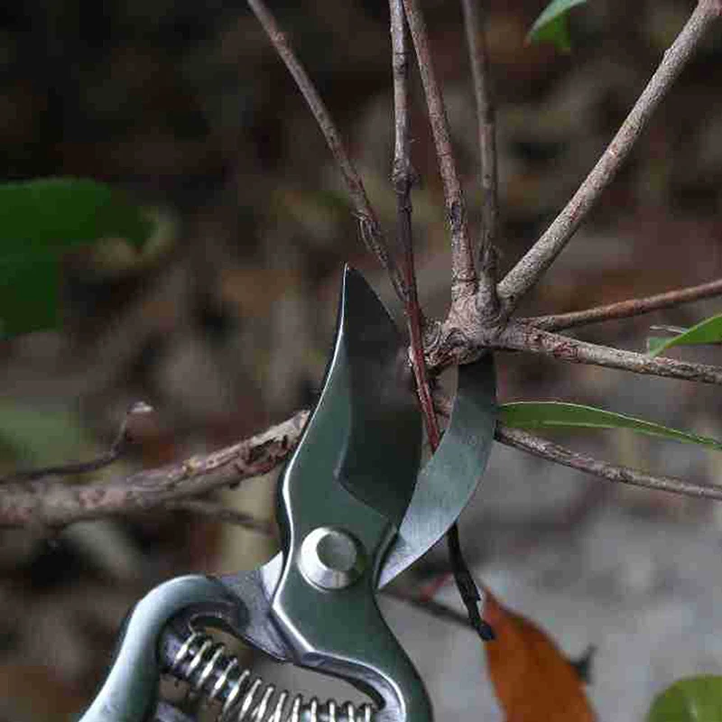 

Ash Wood Handle Scissors Gardening Scissors Branches Fruit Tree Fruit Branch Pruning Scissors Flower Scissors Thick Branch Sciss