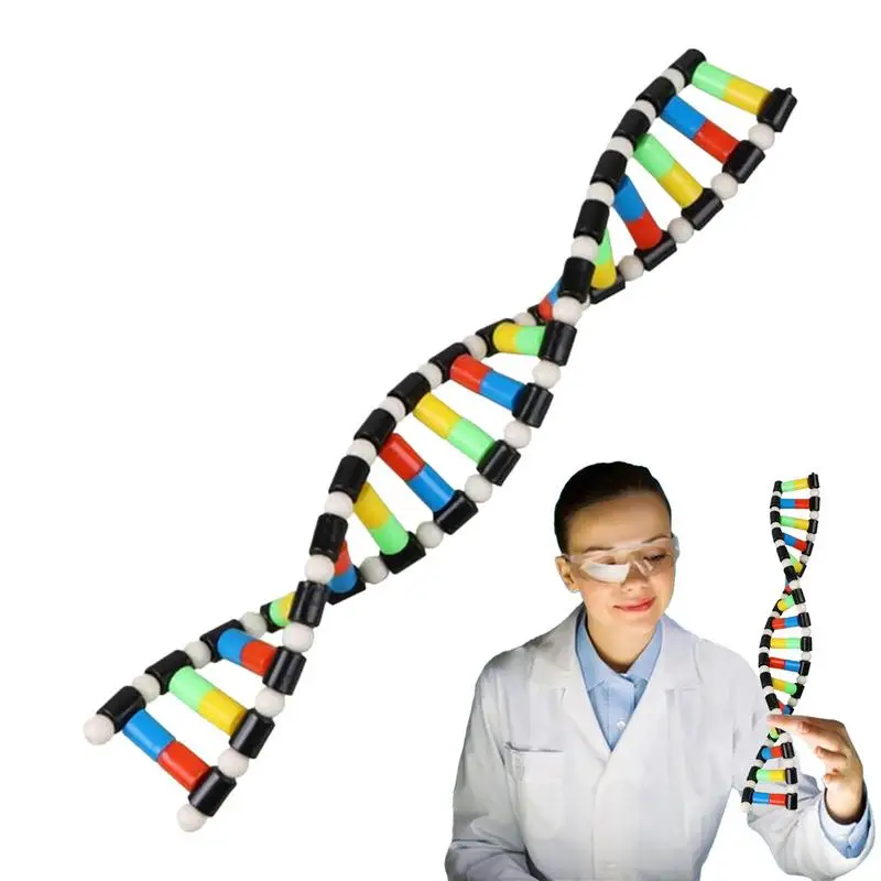 

Biology Classroom Decor Double Helix Structure Kids DNA Models Preschool Science Toys Teaching Aids Learning And Educational