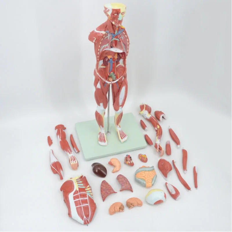 DARHMMY 80CM Human Muscular Figure 27 Parts Muscular Anatomy Model Half Life Size PVC Material Model With Stand  School Teaching