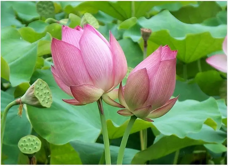 Special Garden Fertilizer For Lotus Flower Hydrophyte Plants Base Fertilizer Complete Nutrients Slow Release Fertilizer